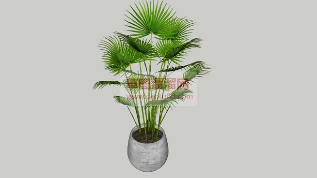 盆栽花盆植物SU模型