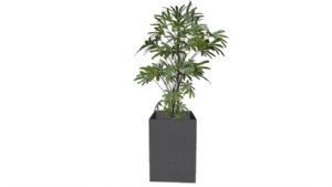 植物盆SU模型