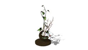 孔雀花盆盆栽SU模型