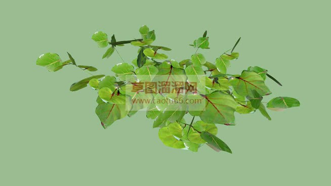 叶子的库SU模型