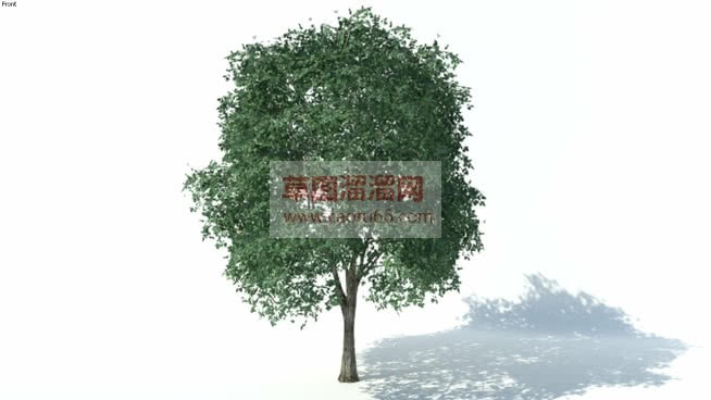仿真榕树SU模型