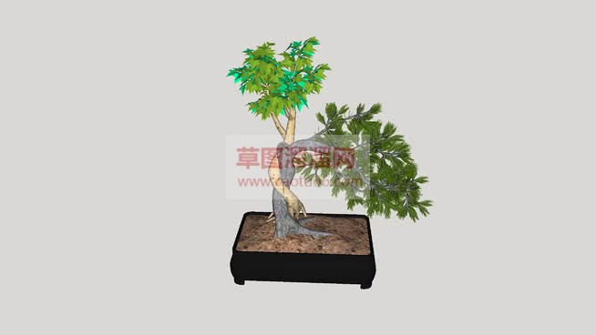 迎客松盆栽植SU模型