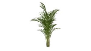 散尾葵盆栽植SU模型
