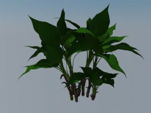 天堂鸟植物绿SU模型