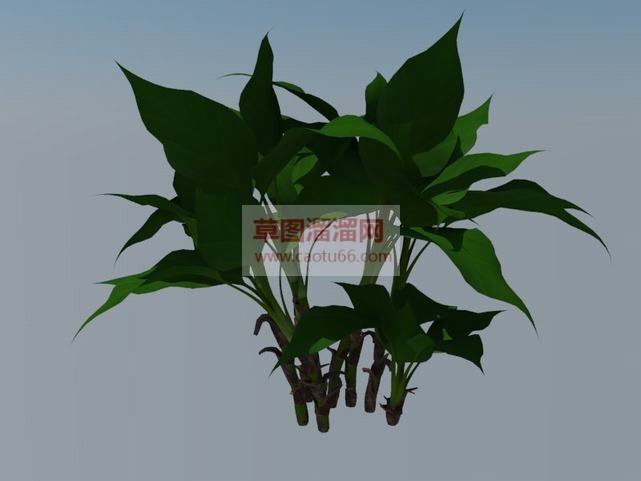 天堂鸟植物绿SU模型