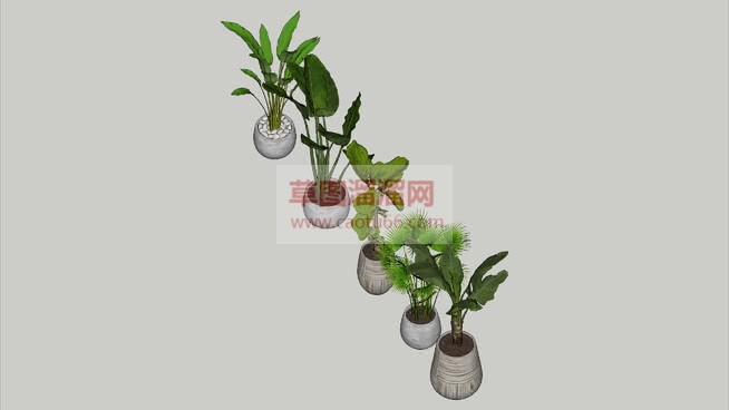 圆形花盆植物SU模型