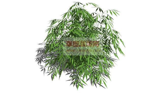 竹子植物SU模型