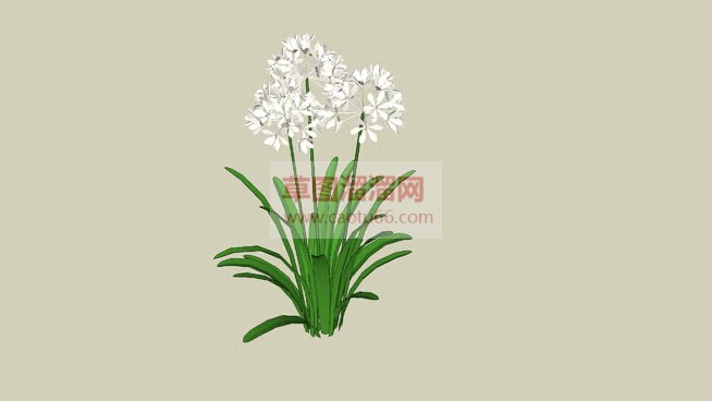 白花小草植物SU模型