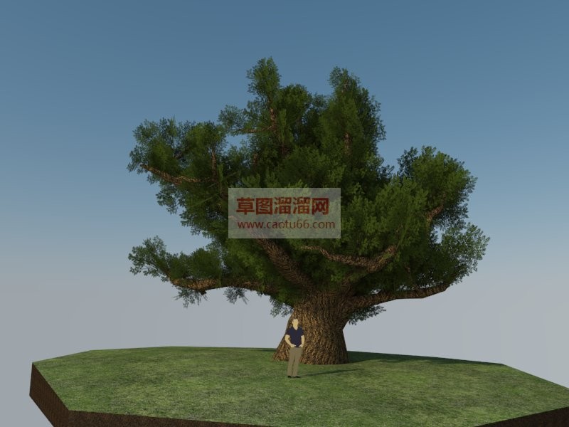 大榕树SU模型