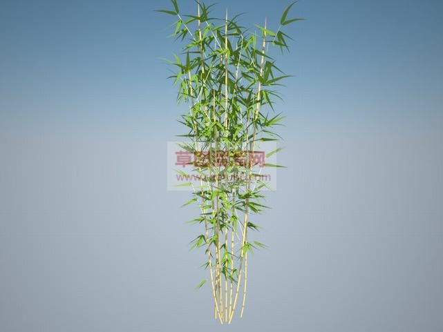 竹子植物SU模型