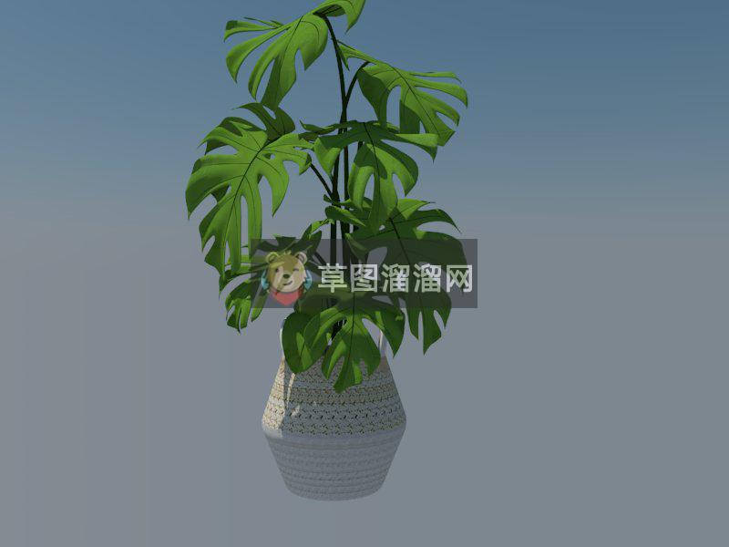 龟背竹花盆盆景SU模型