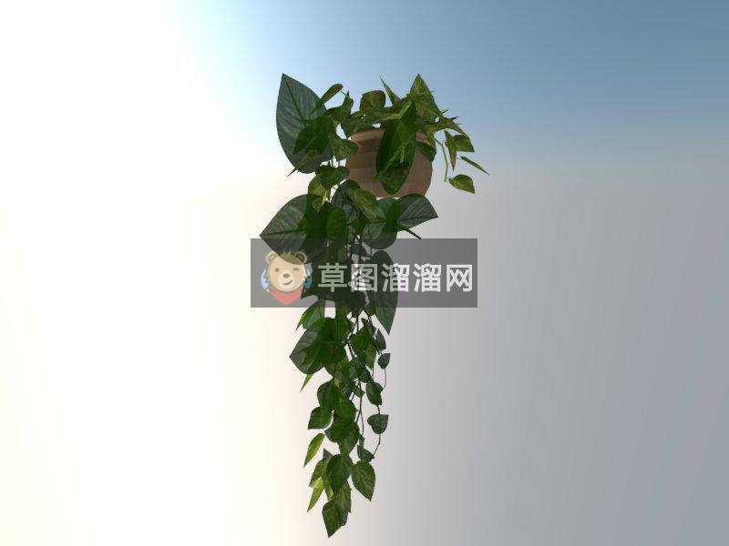 绿萝植物装饰SU模型
