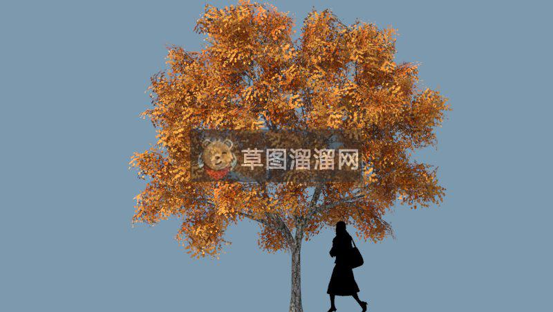 3D乔木灌木枫叶树SU模型