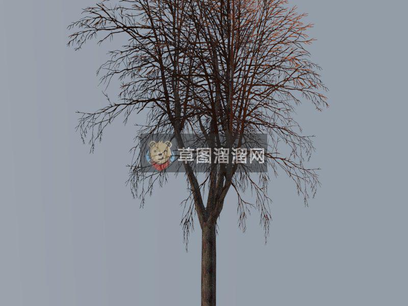 橡树SU模型