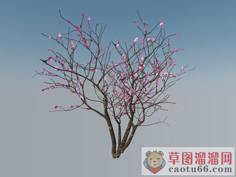 3D樱花树SU模型