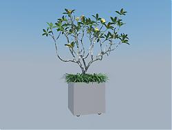 花盆植物盆栽SU模型