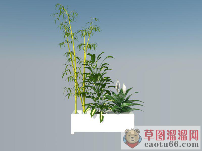 ]花箱植物竹子SU模型