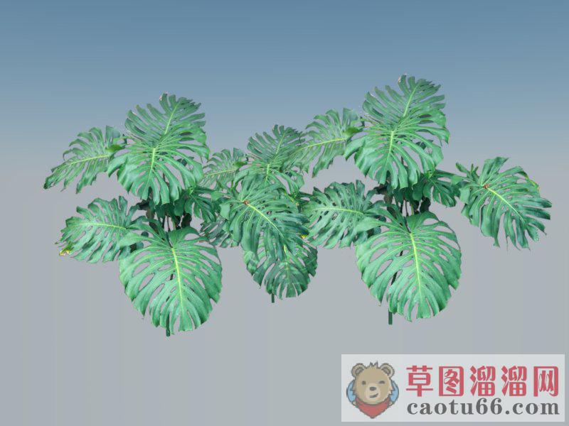 龟背竹SU模型