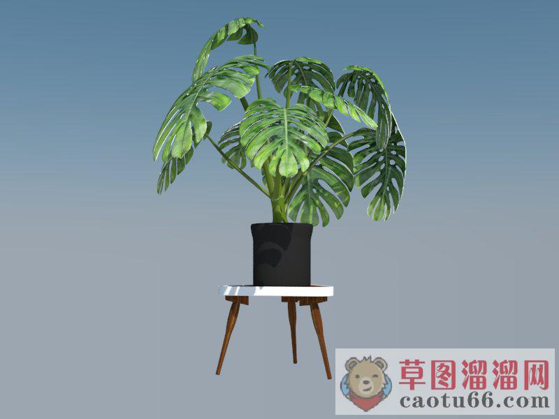 龟背竹盆栽植物SU模型