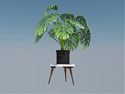 龟背竹盆栽植物SU模型