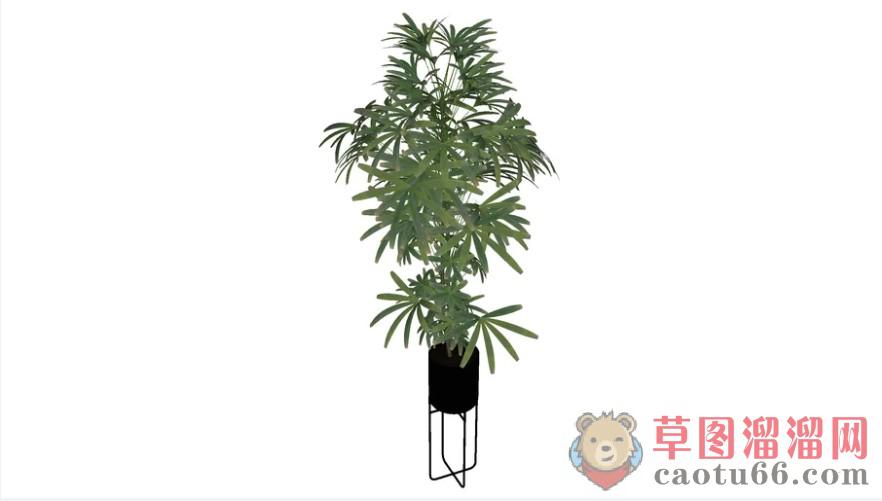 植物花盆植物SU模型