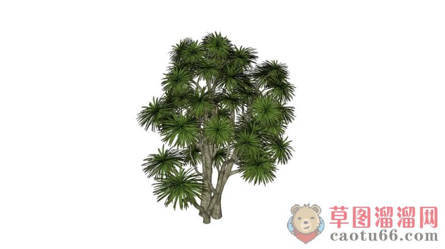 景观灌木树木SU模型