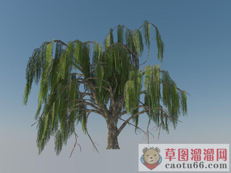 柳树树SU模型