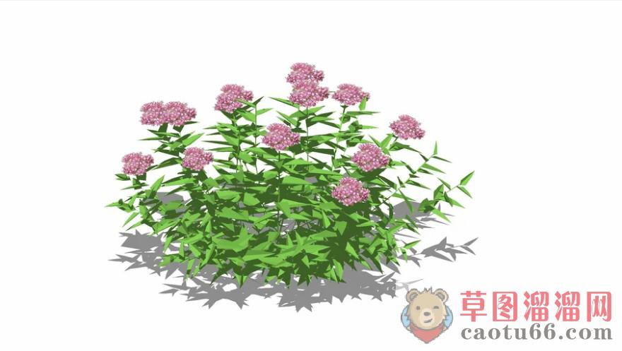 灌木植物SU模型