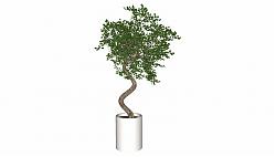 花盆盆栽植物SU模型