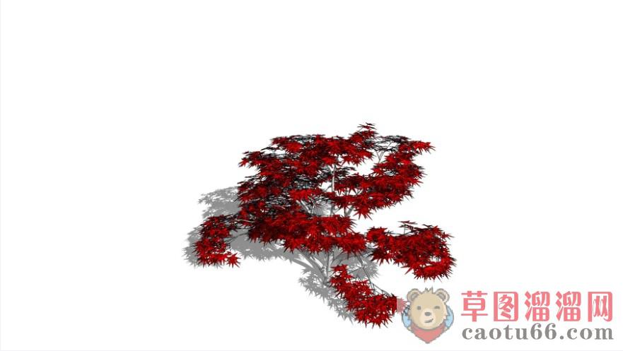 枫树树SU模型