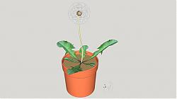 盆栽植物蒲公英SU模型