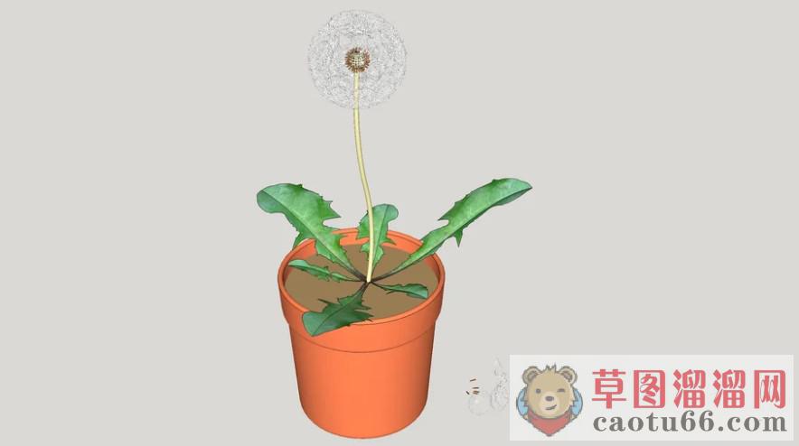 盆栽植物蒲公英SU模型