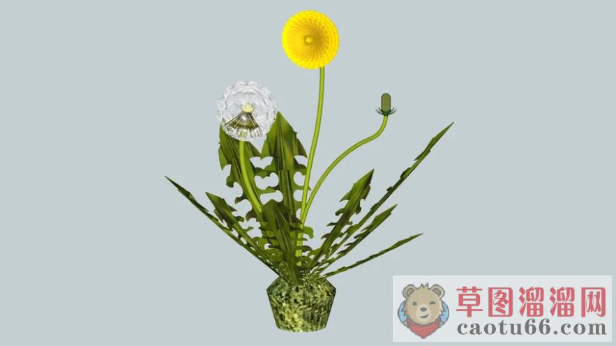 蒲公英SU模型