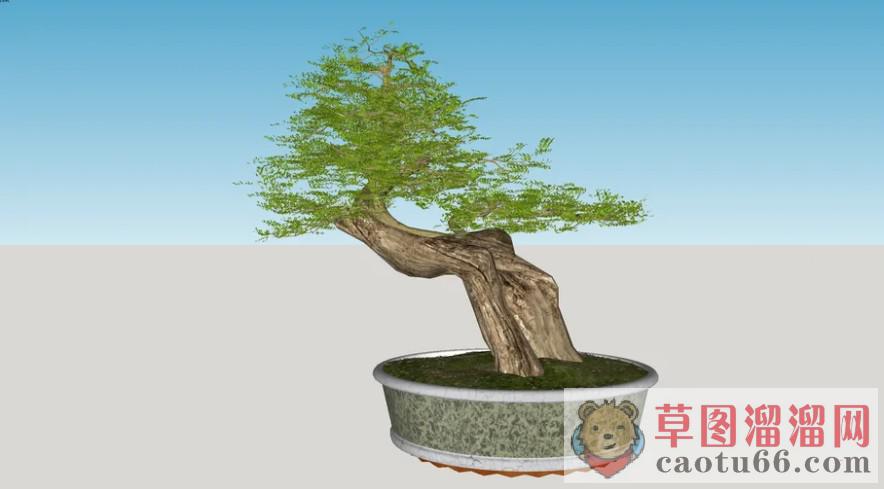 迎客松盆栽植物SU模型