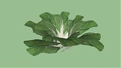 蔬菜大白菜SU模型