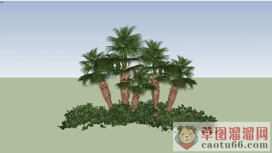 椰树植物SU模型