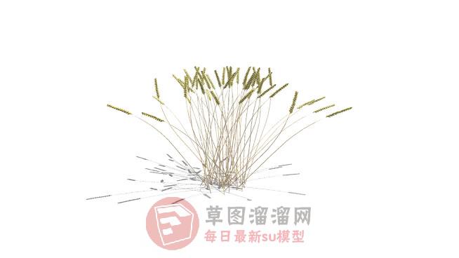 麦子谷粒SU模型