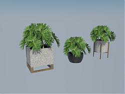 花盆盆栽植物SU模型