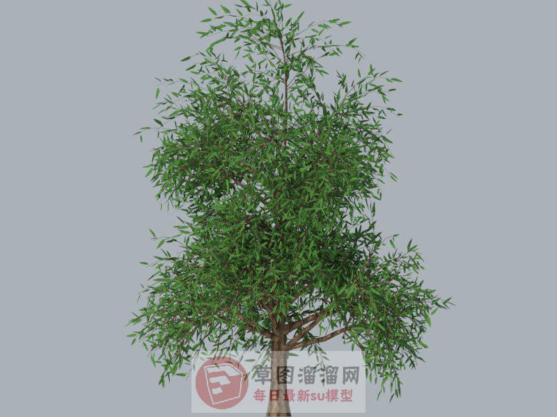 3D柳树树木SU模型