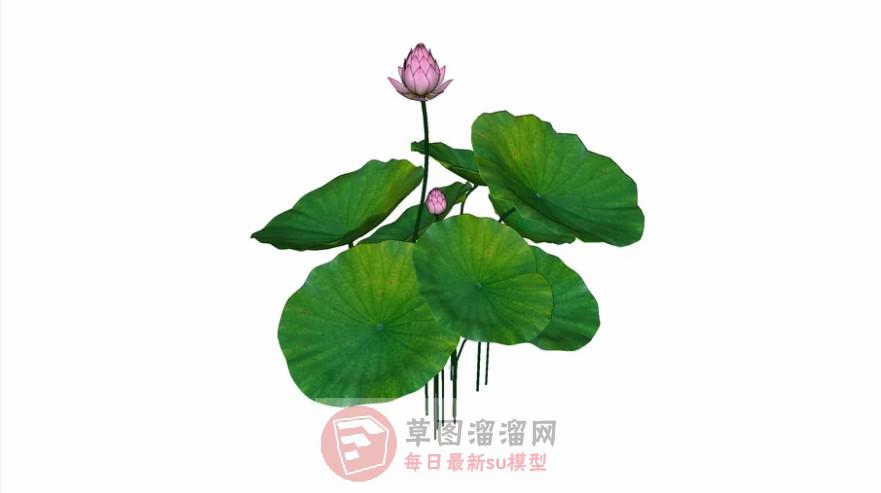 荷花荷叶荷塘SU模型