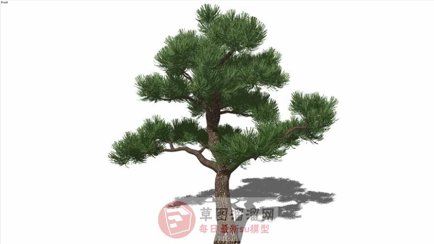 松树SU模型