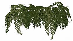 绿叶植物SU模型