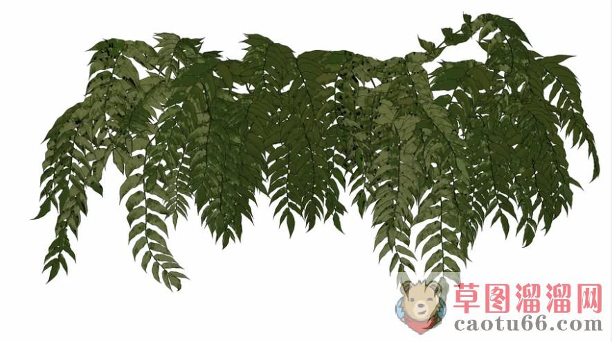 绿叶植物SU模型