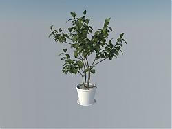 花盆植物盆栽SU模型
