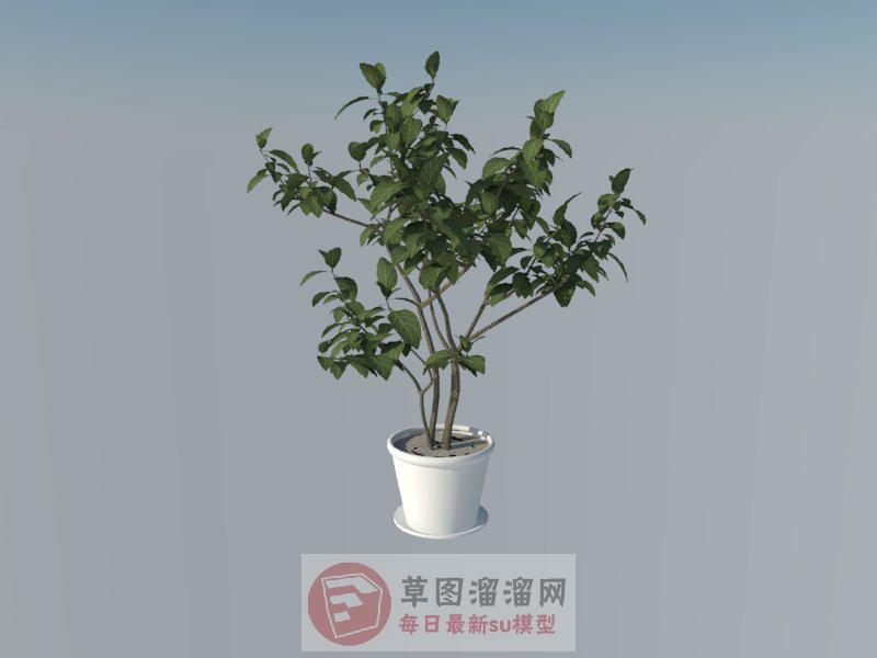 花盆植物盆栽SU模型