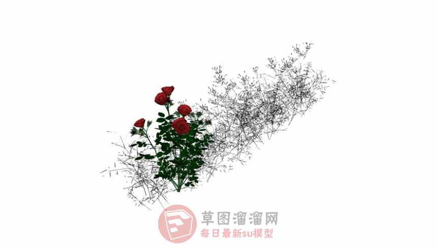 玫瑰花植物SU模型