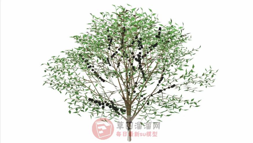 景观灌木树SU模型