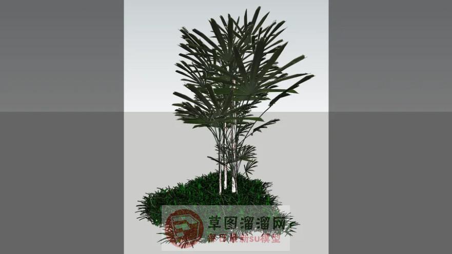 灌木植物树SU模型