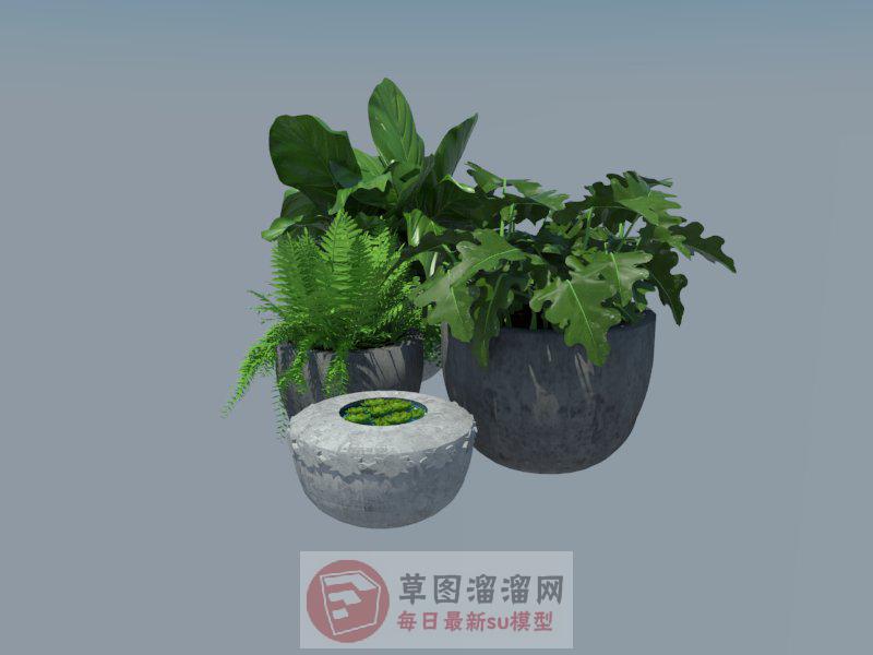 花盆植物SU模型