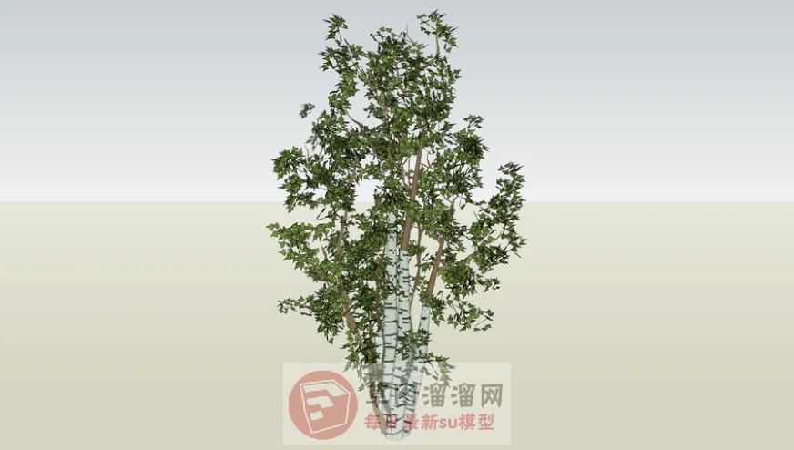 白桦树SU模型